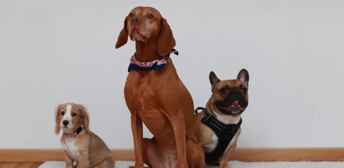 Wohlfühlbeauftragte